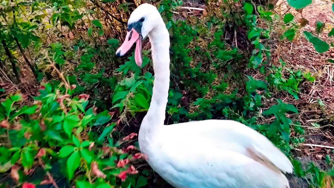 Laughing Swan. Sound More Like a Supervillain.