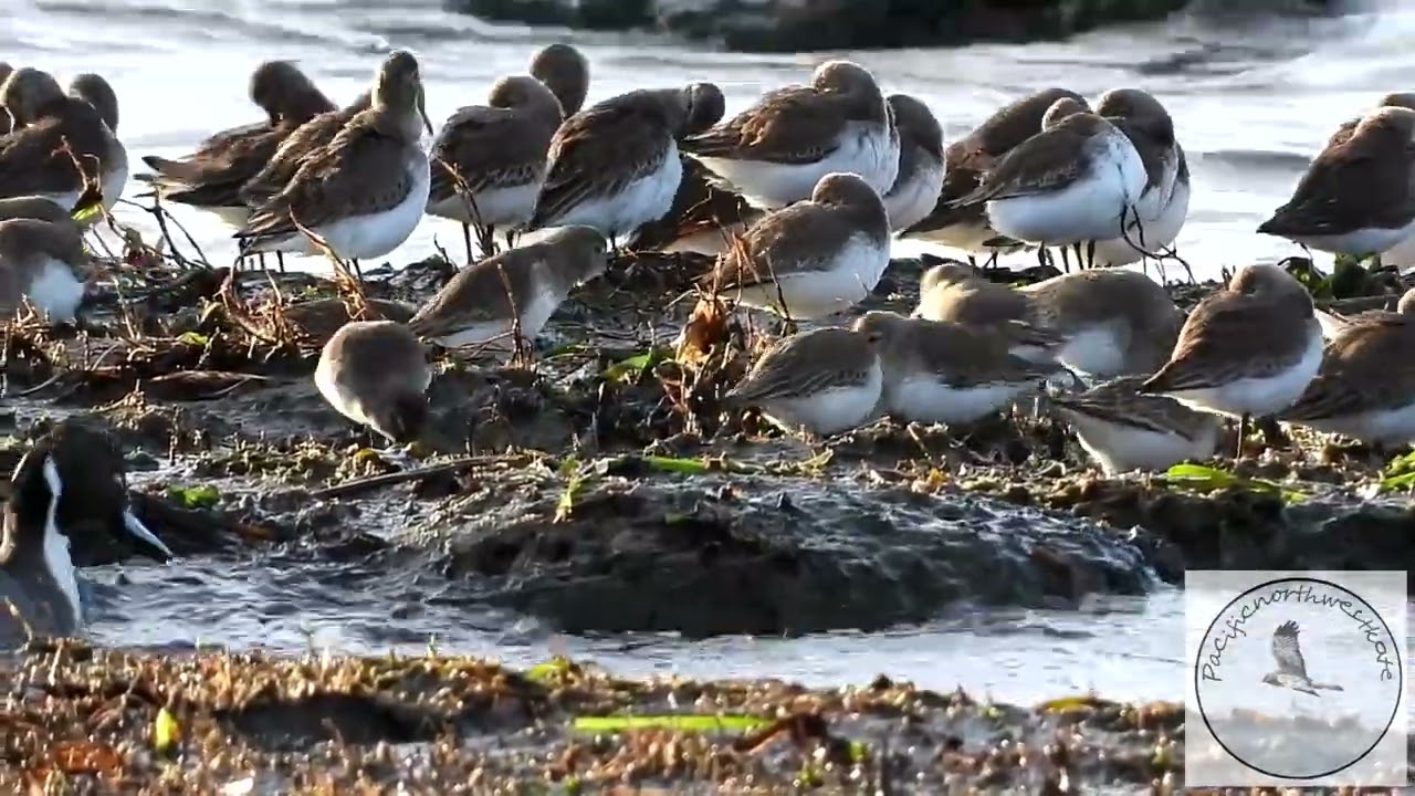 Sandpipers at the port.....