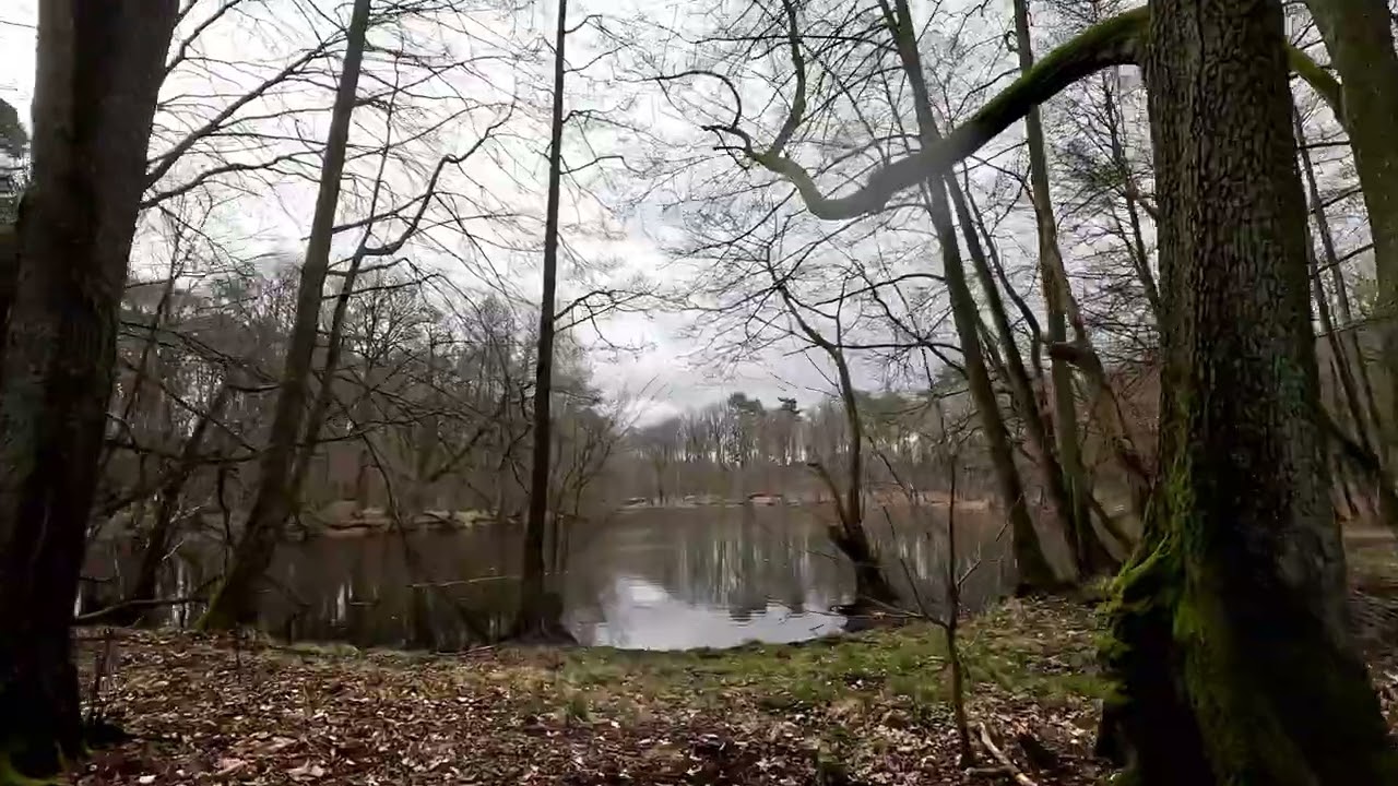 Berlin (Germany) - Nature sounds, ASMR/Morning forest walk