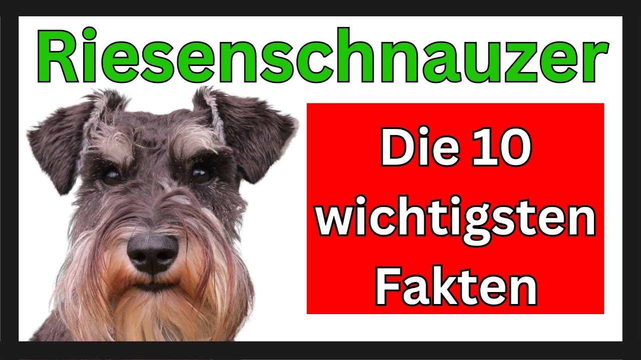 Der Riesenschnauzer 🐶 Die 10 wichtigsten Fakten dieser Hunderasse
