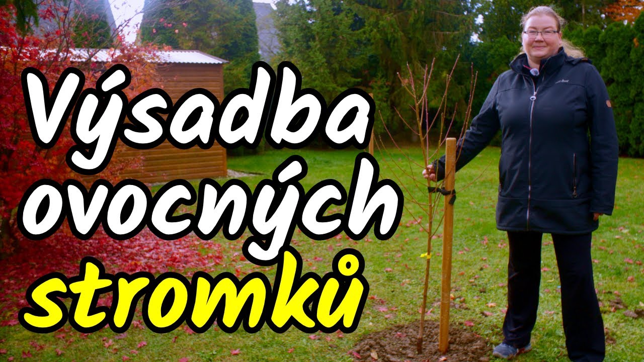 👩‍🌾Jak na výsadbu (nejen) ovocných stromků? Správná podzimní výsadba zajistí pořádné zakořenení