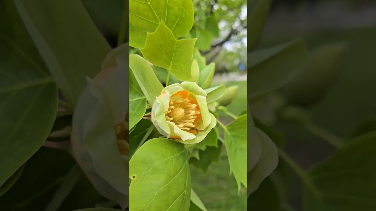 Blooming Tulip Poplar Tree 🌳 