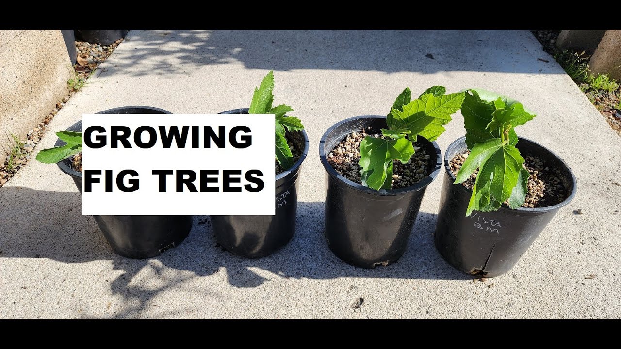 Growing Fig Trees