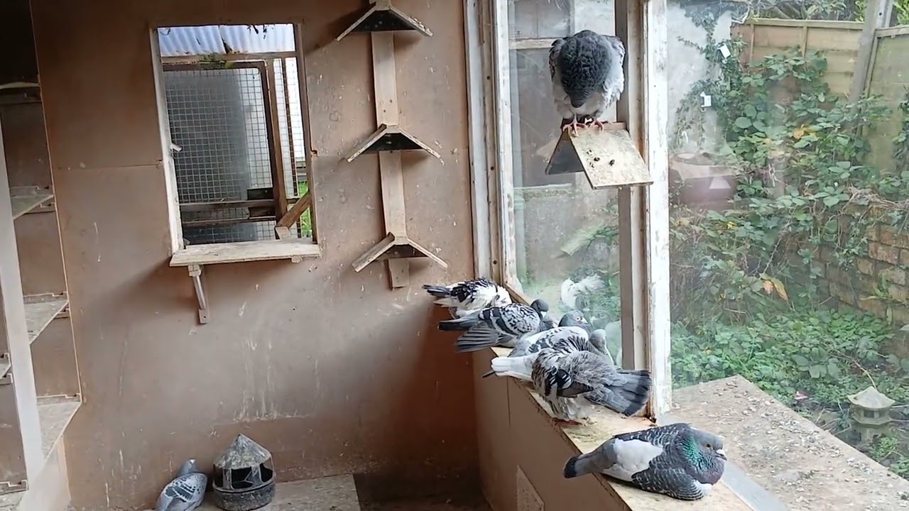 Plans for the up coming breeding season