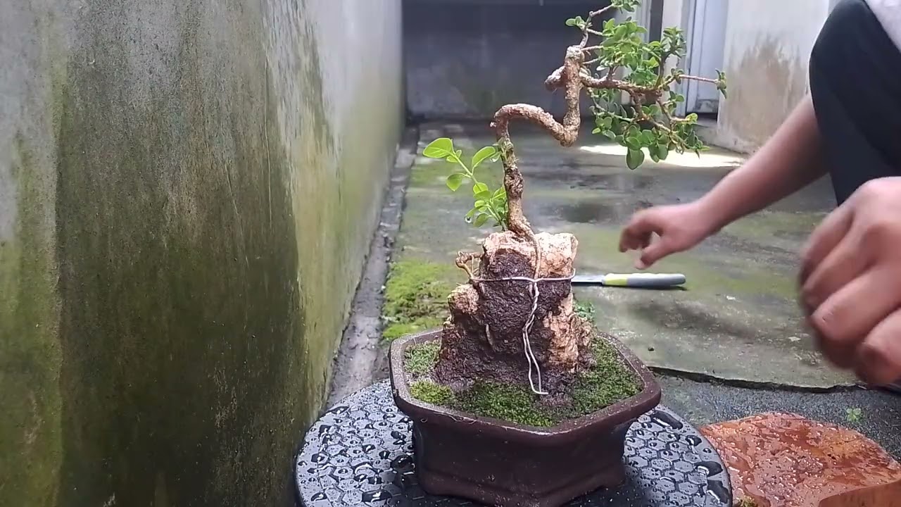 PASANG LUMUT❇️ Pada Bonsai Sancang (Premna Microphylla)