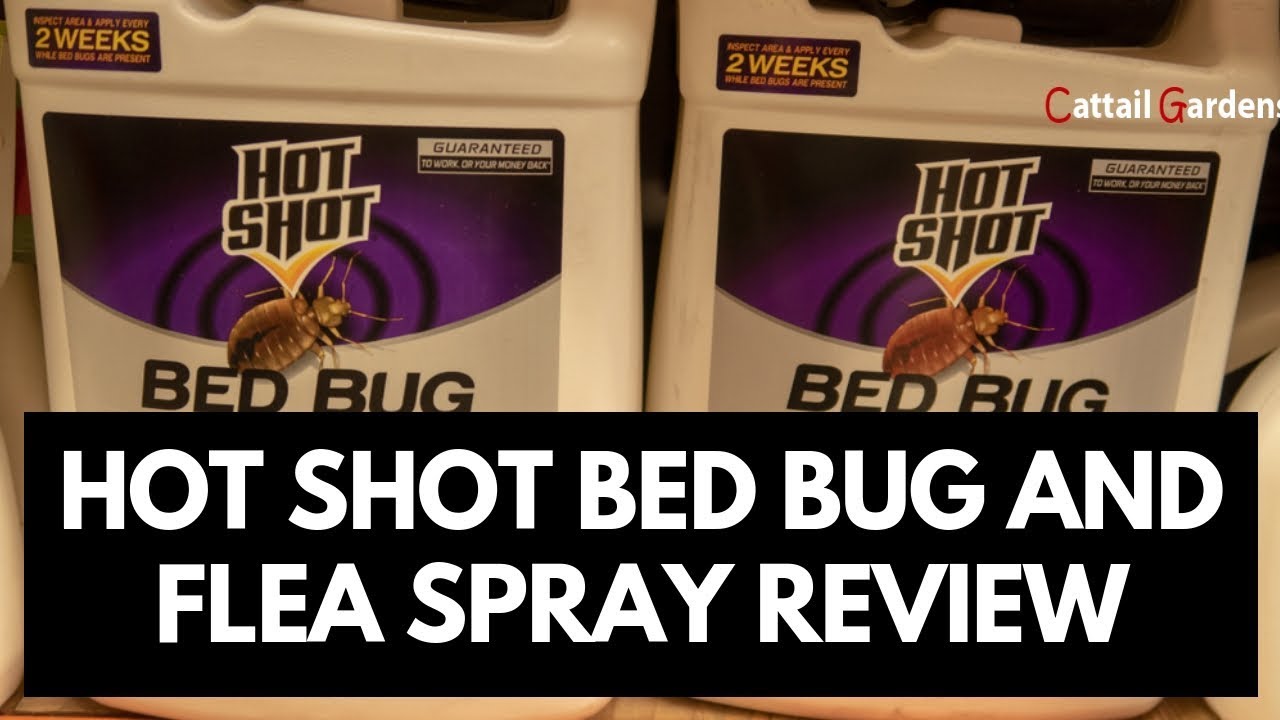 Hot Shot Bed Bug Fogger Reviews and Flea Spray Review 2021