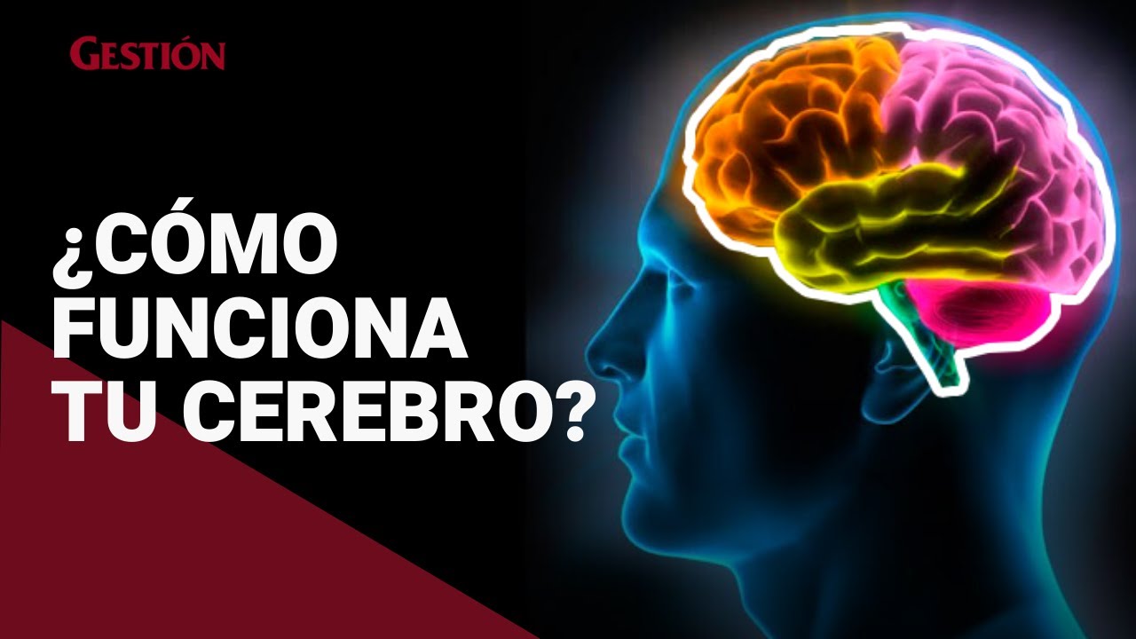 ¿Cómo funciona el cerebro?: Así es la actividad cerebral cuando experimentas una emoción