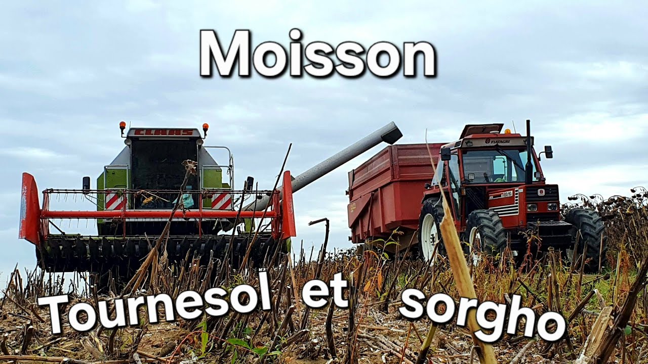 Moisson du sorgho et du tournesol 🌻