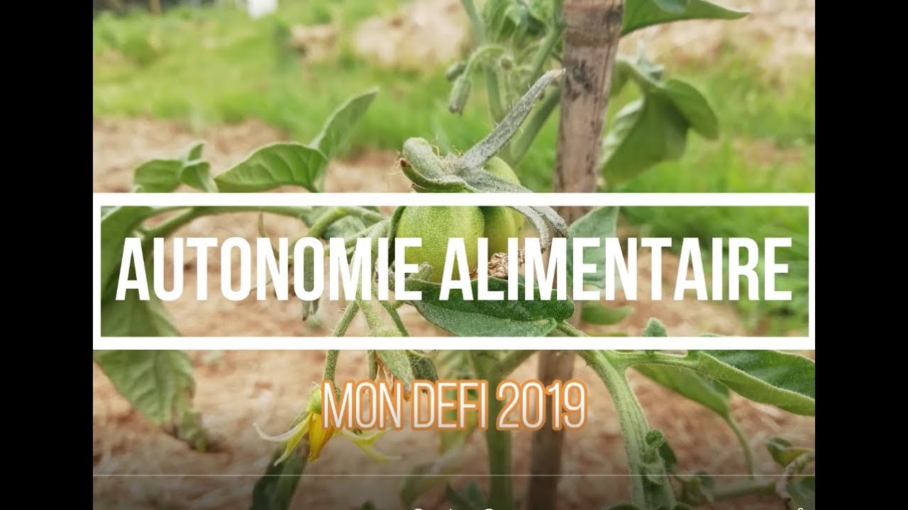 Autonomie alimentaire : 4 légumes au potager