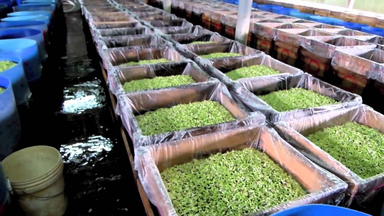 Delicious Ipoh Bean Sprouts