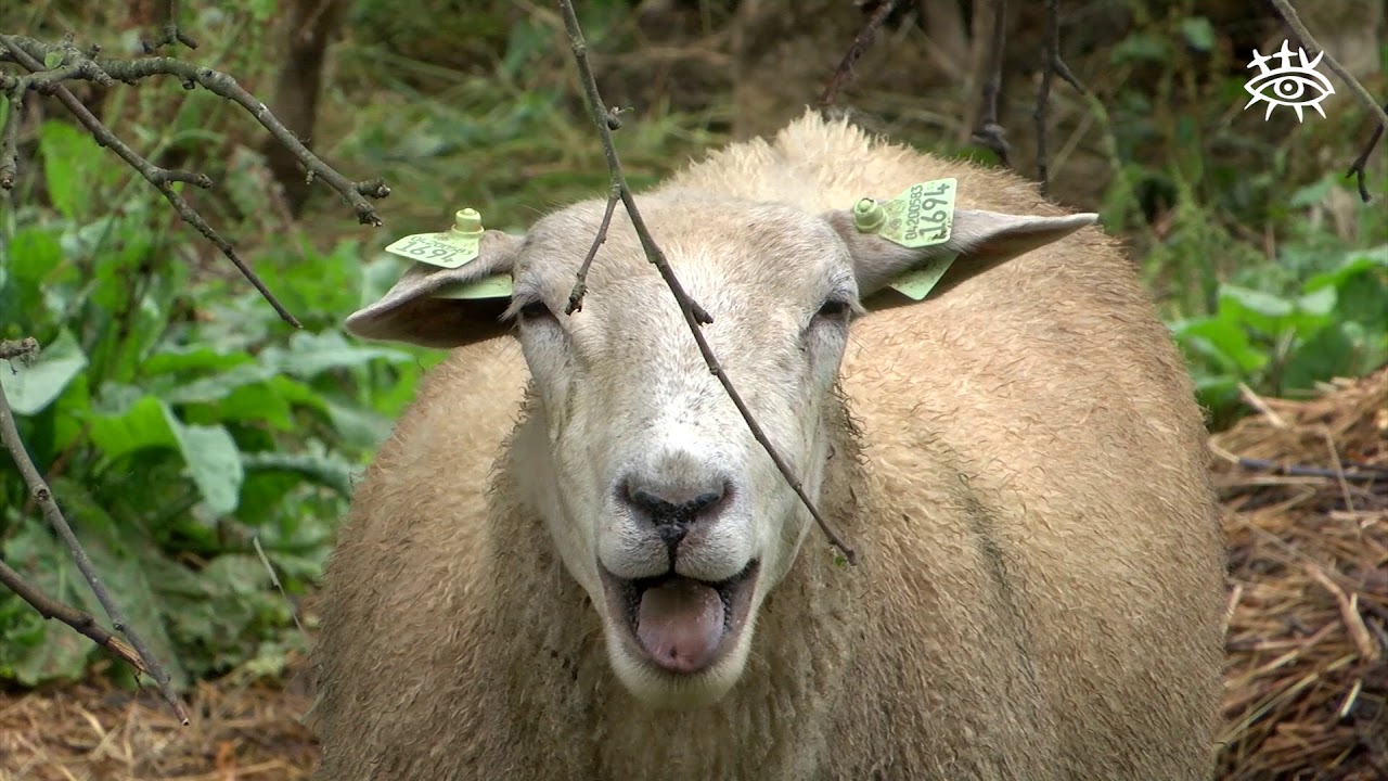 Kas notiek Nurmuižā?