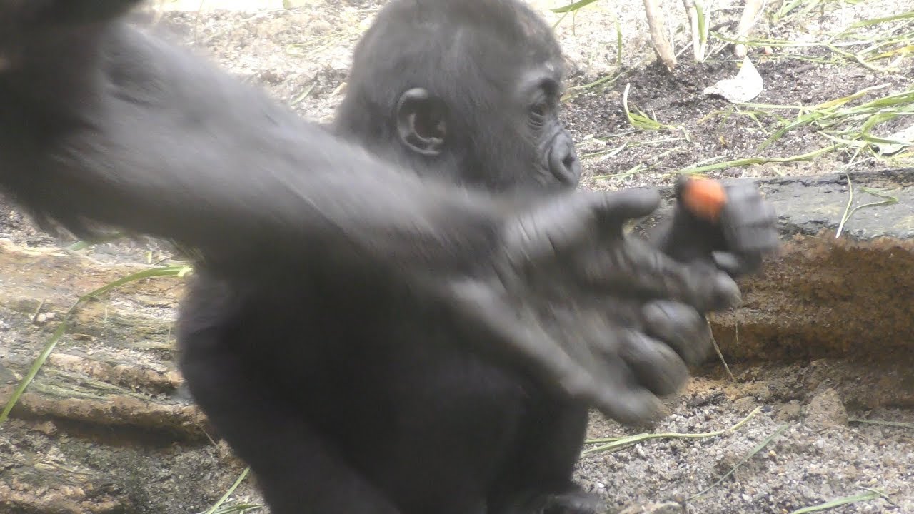キンタロウのニンジンを横取りするママ💗[Kyoto City Zoo] Mom stealing carrots of Kintaro