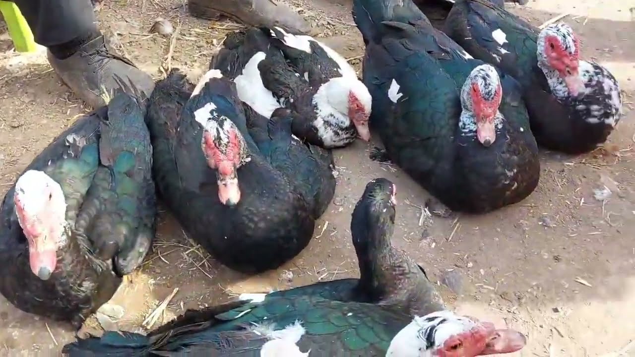 اثمنة الحجل والدجاج البلدي وبيبي والاوز من  السوق الاسبوعي حد السوالم اقليم برشيد 05/02/2023