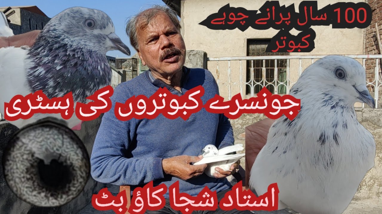 Ustad shuja kao butt chohy kabuter ka shok or making
