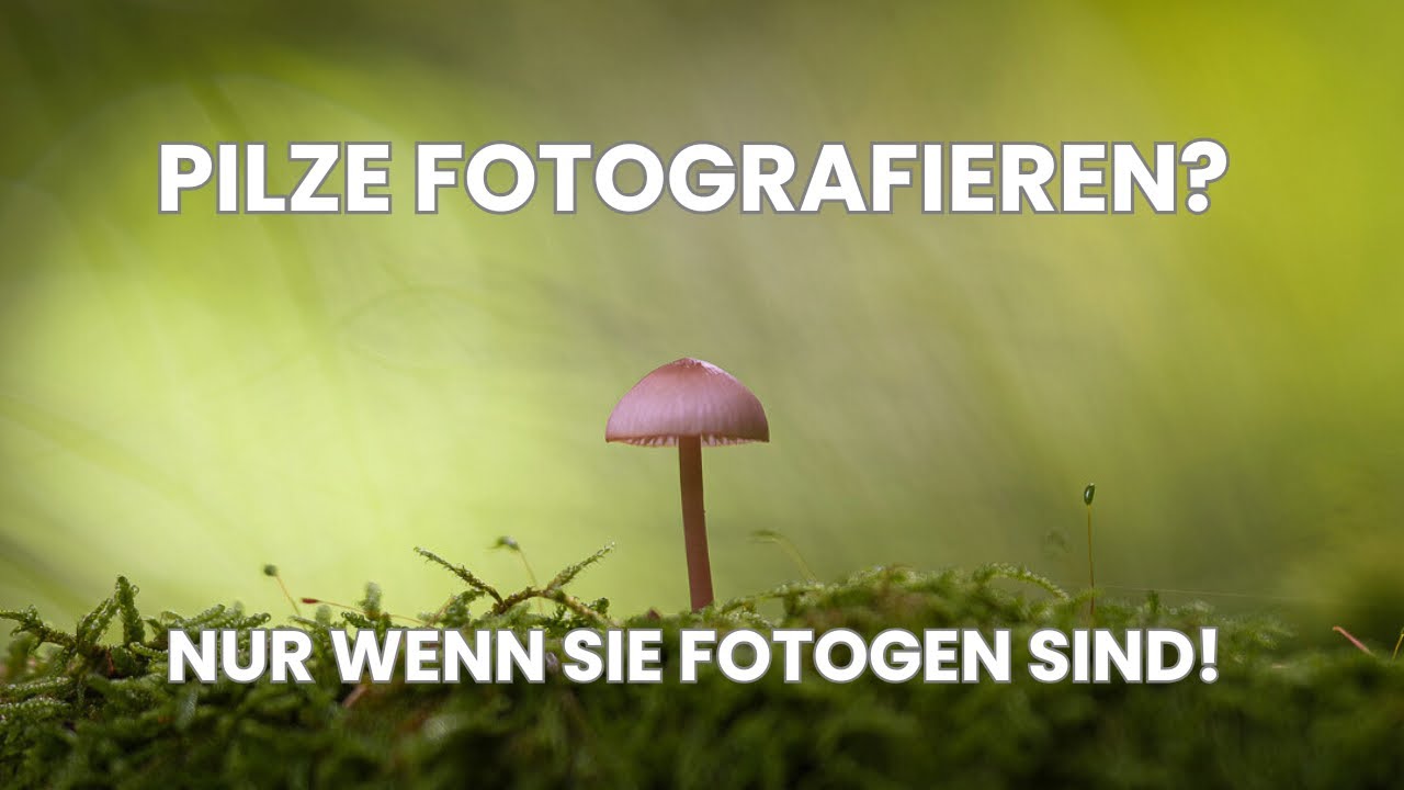 Durch das Tor zu einer anderen Welt: Pilze fotografieren im Wald