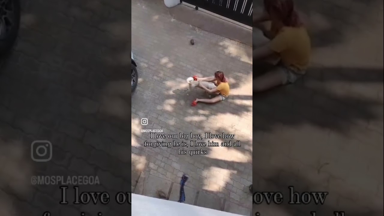 Brushing a dog with trauma
