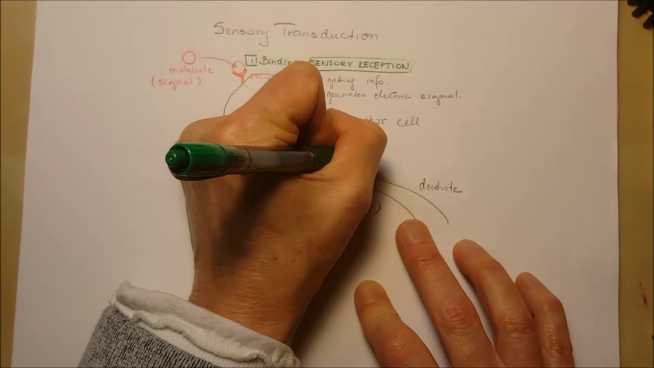Sensory transduction