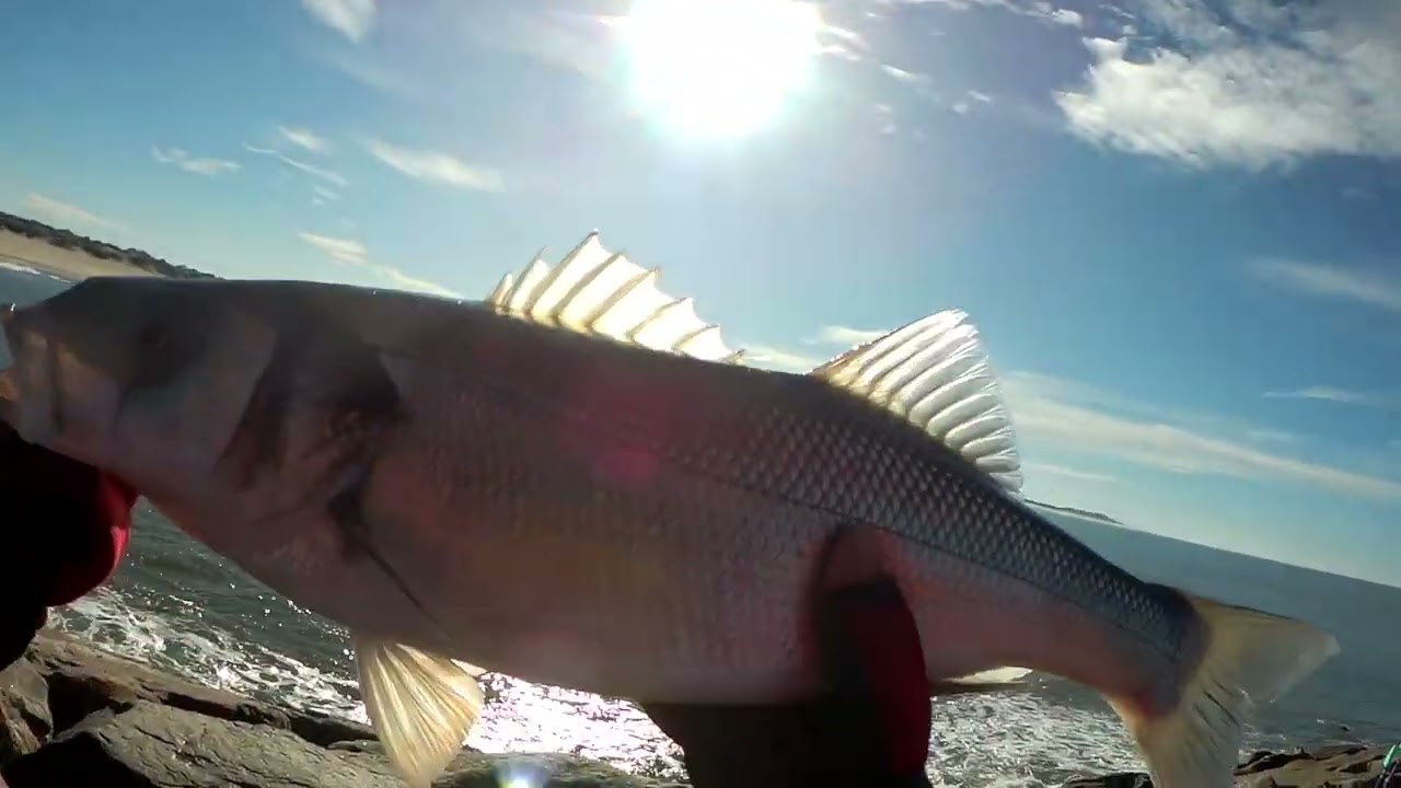 Pesca a boia ao Robalo 2024