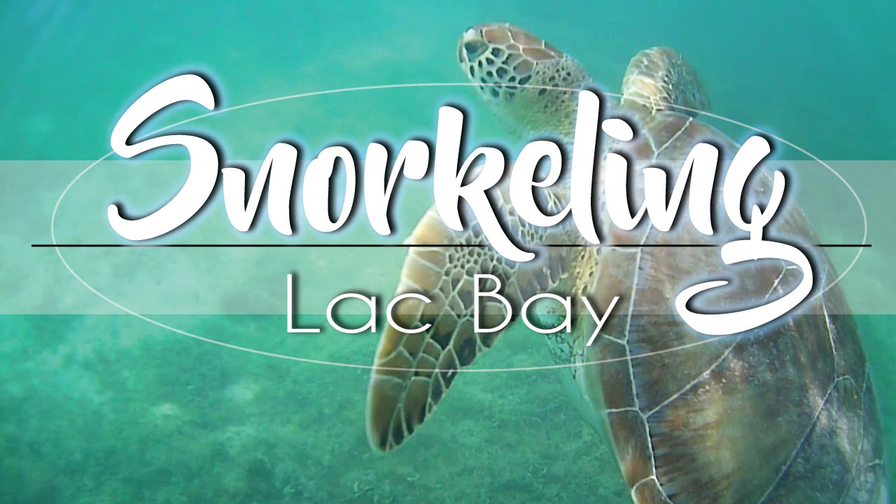 BEST Turtle Snorkeling In The Caribbean | Bonaire