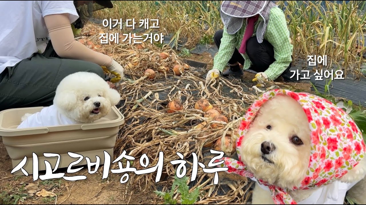 농사가 쉬운게 아니야(강아지랑 양파, 마늘, 오이, 비트 수확하기)