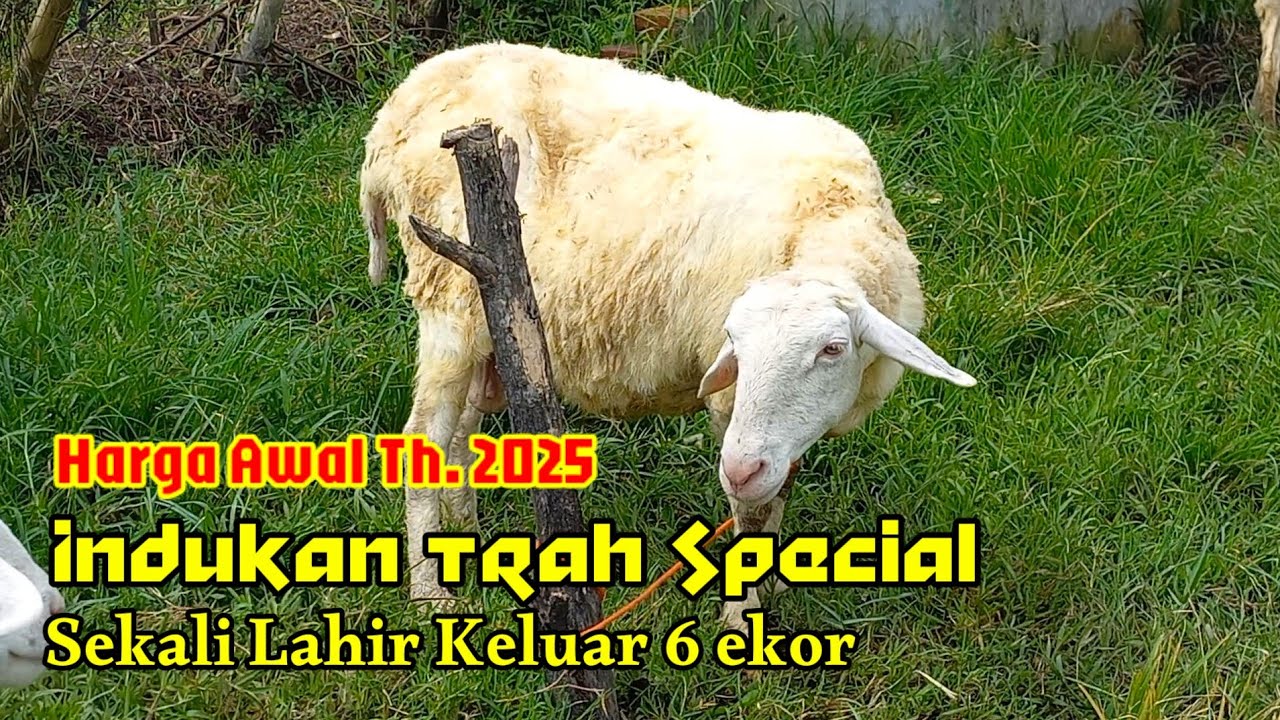 Harga Domba Spek Doro dan Indukan Bunting Ditahun Baru 2025
