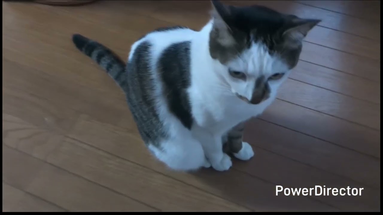 わーんと鳴くニャア