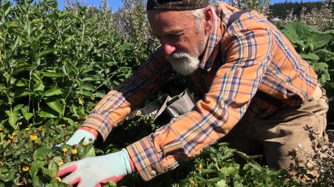 Spilanthes - How to Harvest with Michael Pilarski "Skeeter"
