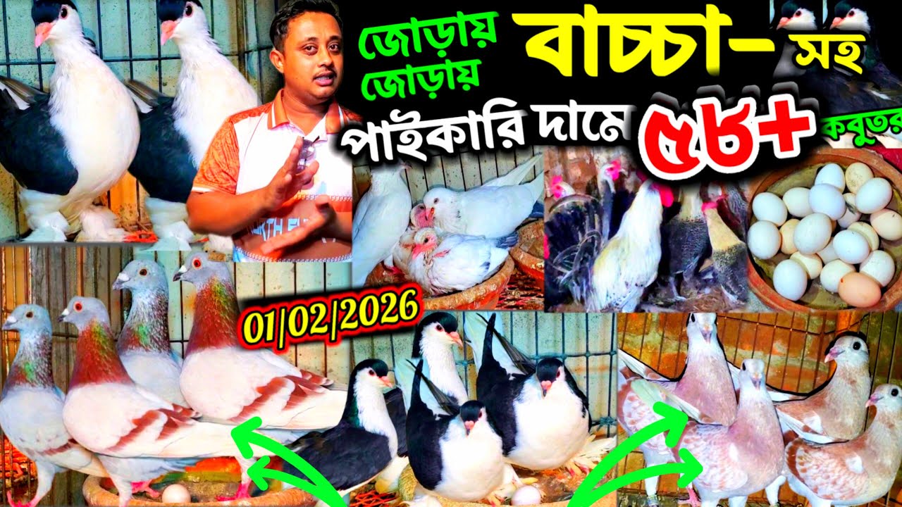 এযুগের সেরা কবুতর জোড়ায় জোড়ায় বাচ্চা সহ কবুতর || খুবিই কমদামে লাহরী রেসার কবুতর কিনুন খামার থেকে ||