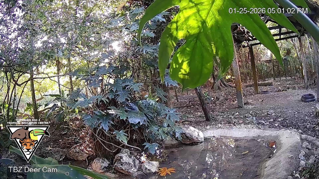 The Belize Zoo Live Cam