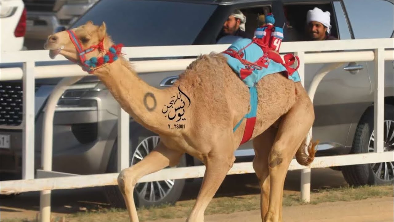 العموده : علي جابر علي الغيثاني المري