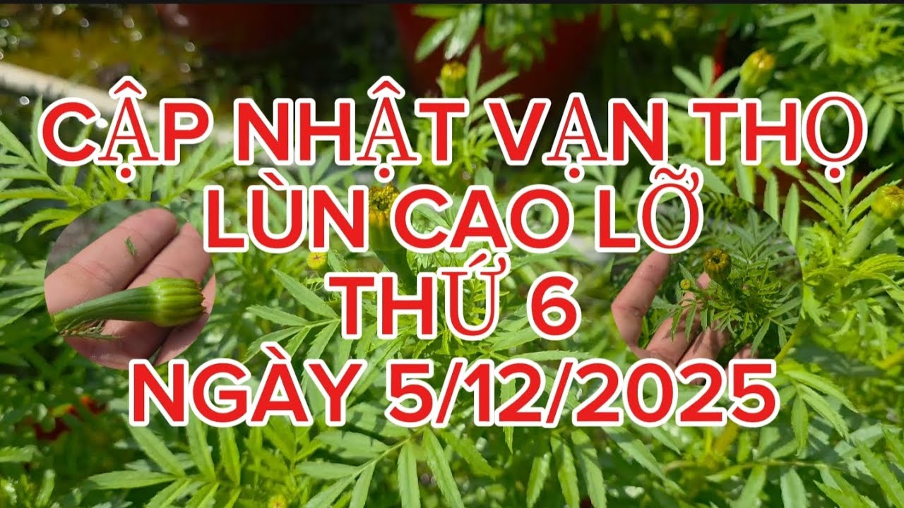 Hướng dẫn đi 2 cơi ,và cách khắc phục nỡ sớm, nỡ trễ ,đơn giản mà không tốn tiền 