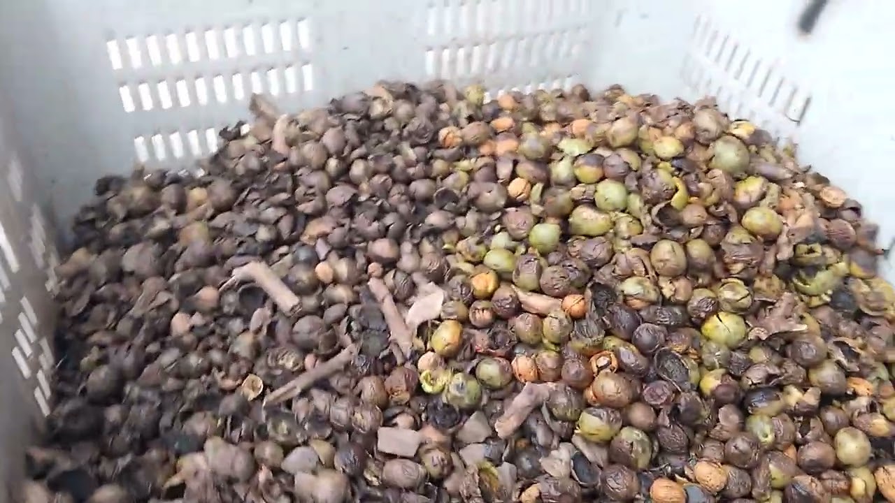 limpieza y secado de nueces 990001512