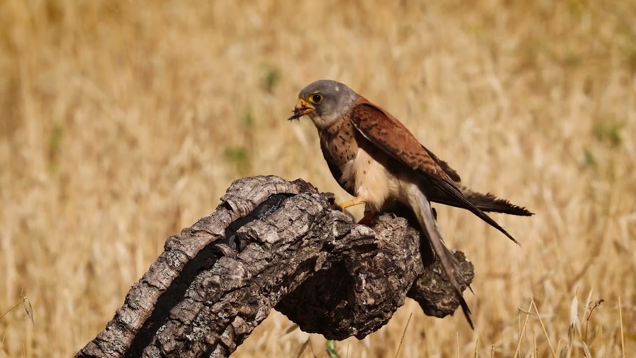 Lesser Kestrel / Cern&iacute;calo primilla (Falco naumanni). Canon R6