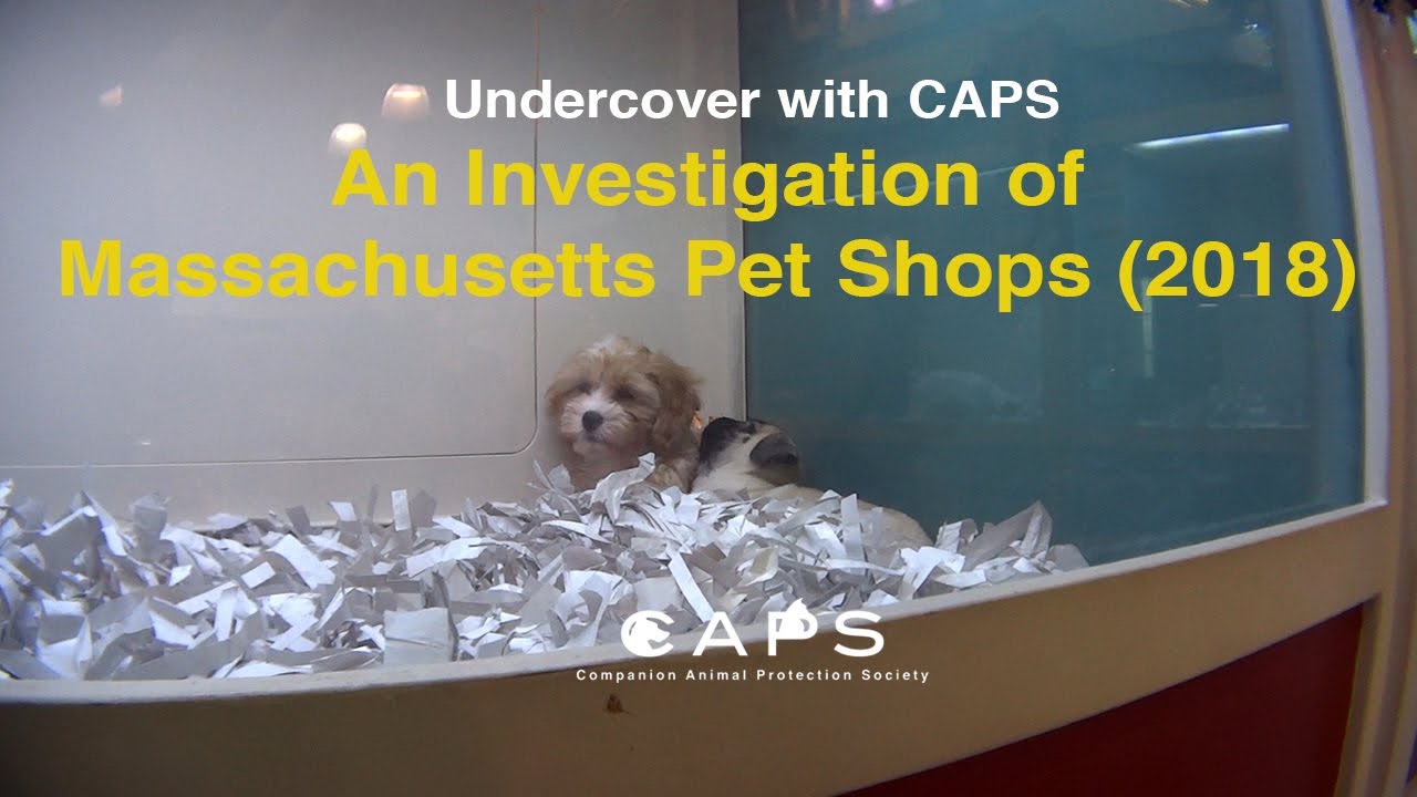 An Investigation of Massachusetts Pet Shops - Where Do They Source Their Animals?
