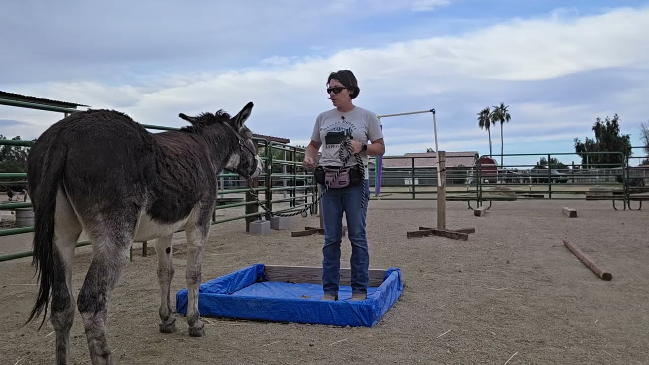 Benny on the obstacle course 2/5 #donkey 