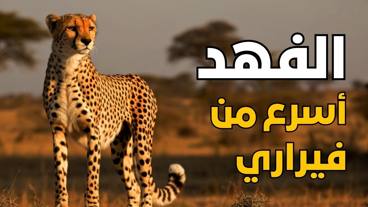 كيف يصل الفهد لـ 120 كم/س في 3 ثوان؟