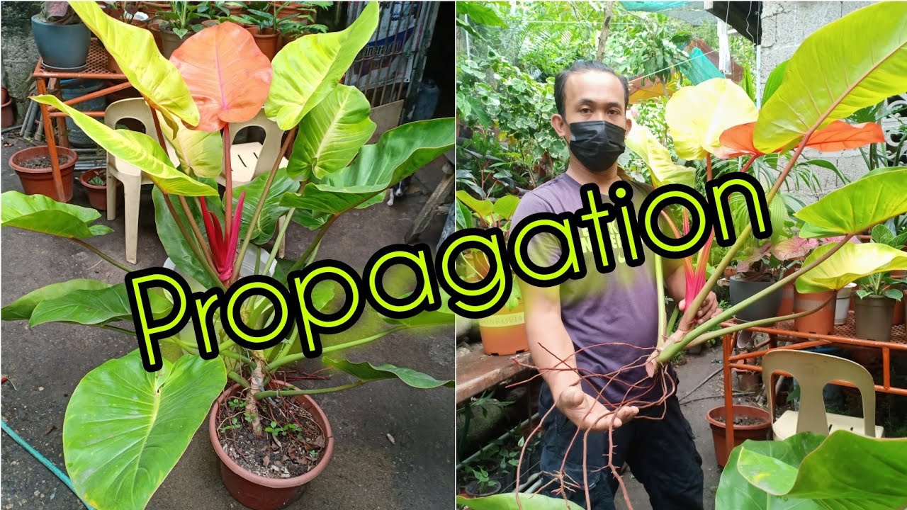 Philodendron Tri-Color/Prince of Orange |  Propagtation.