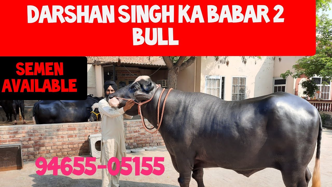 #Babar#2 ka#saman#available hi 94631-05155👈 date 7-6-2020 Darshan Singh honour