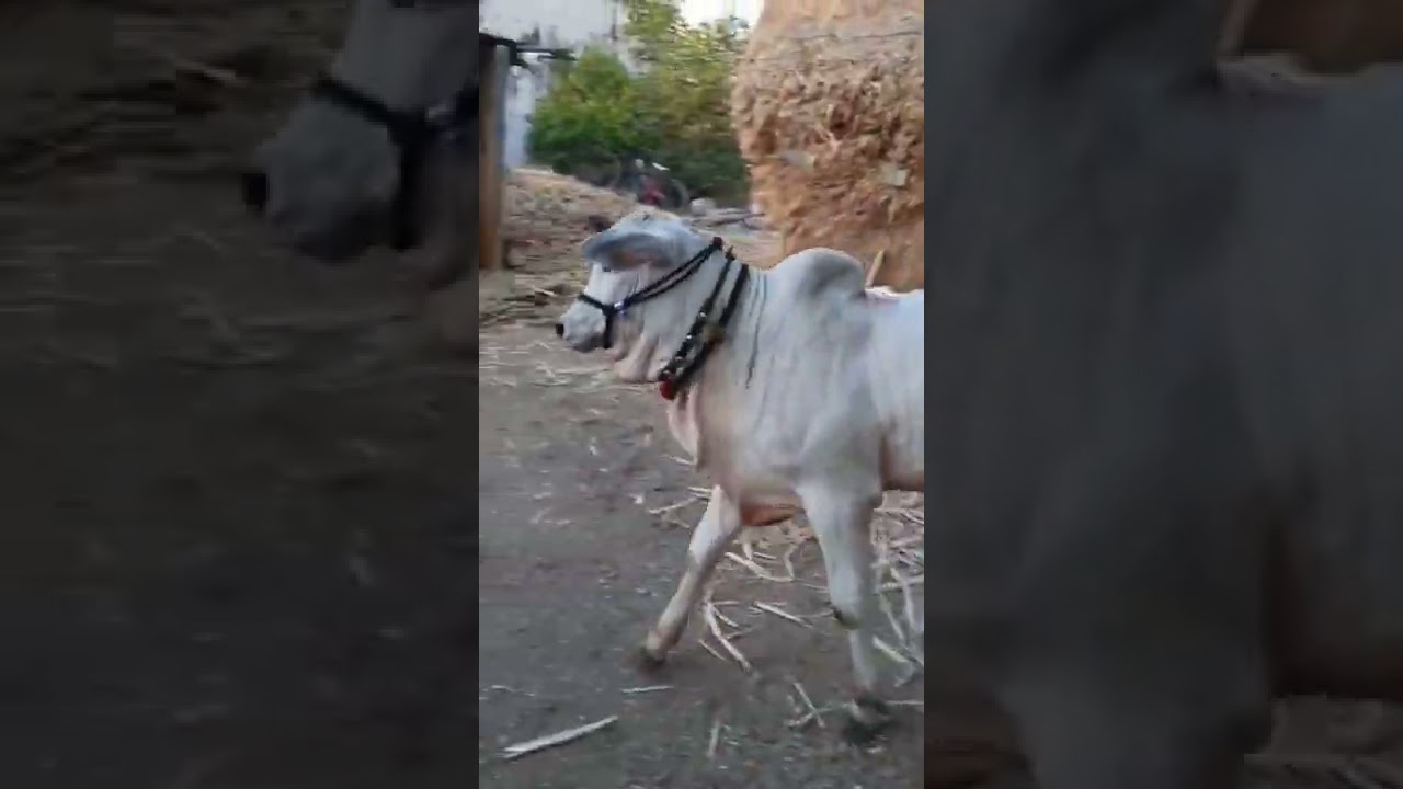 ongole bull #ongolebulls