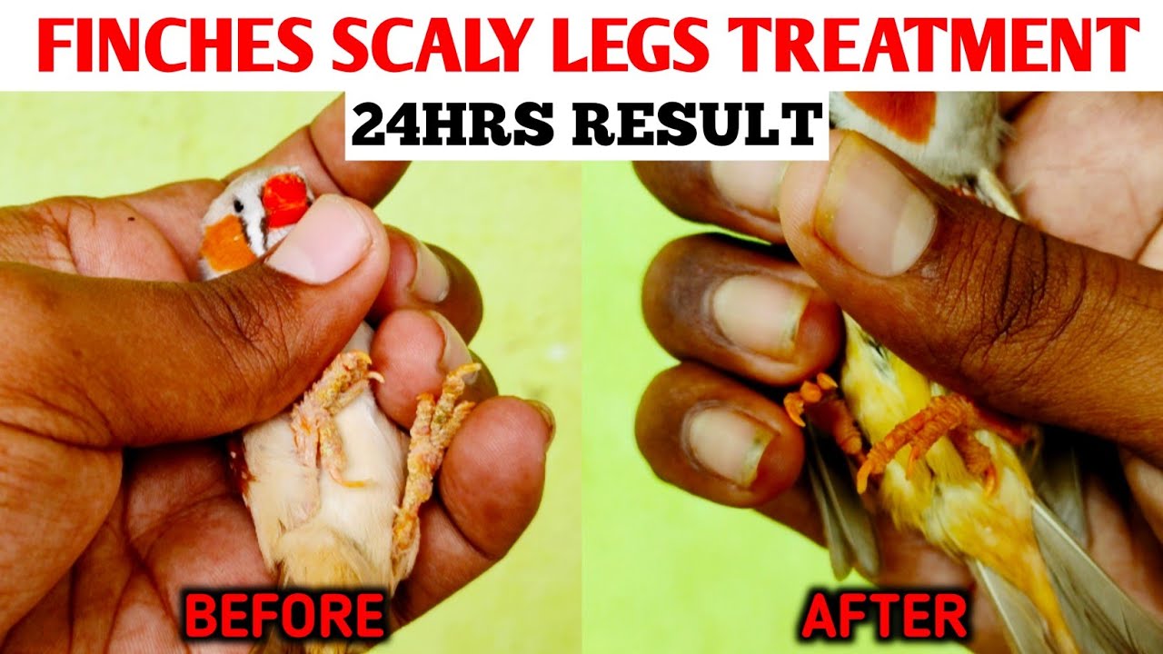 Scaly skin removal | Scaly legs in finches | Tamil
