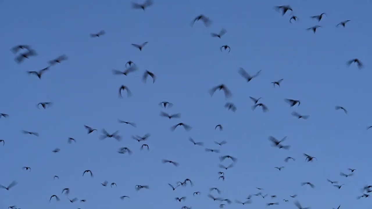 Little red flying-fox (Pteropus scapulatus)