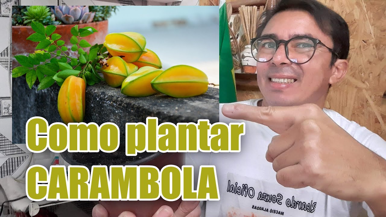 COMO PLANTAR CARAMBOLA POR SEMENTES E ESTAQUIA, EM VASOS