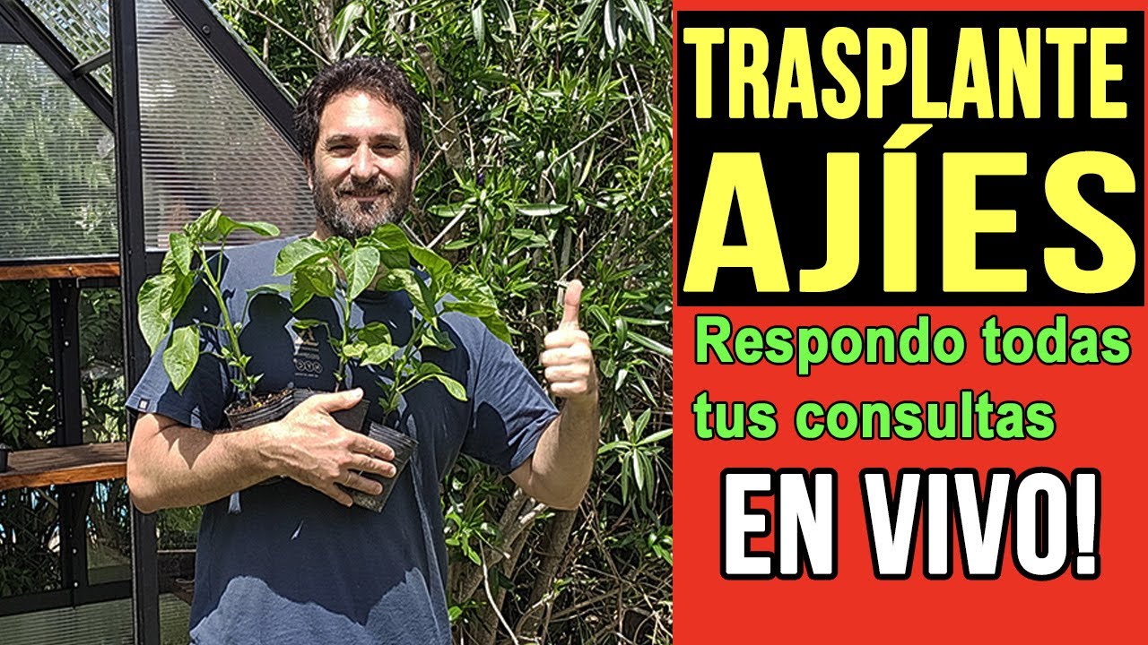 🌶️🌶️ Trasplante EN VIVO de mis AJIES– Consultame tus dudas!