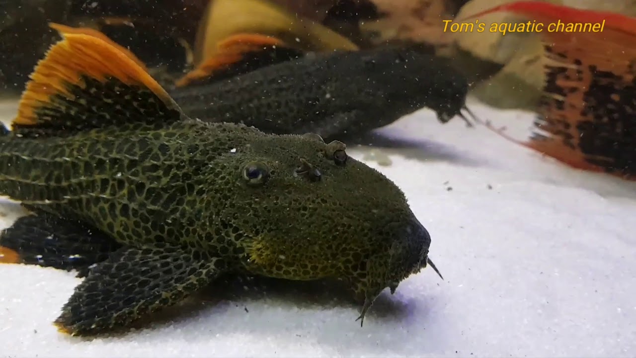 L600 
Pseudacanthicus leopardus
- Tom's aquatic channel
