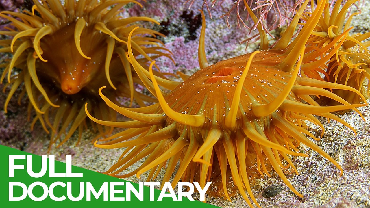 Africa&rsquo;s Wildest Coast: Life At The Sweeping Edge | Free Documentary Nature