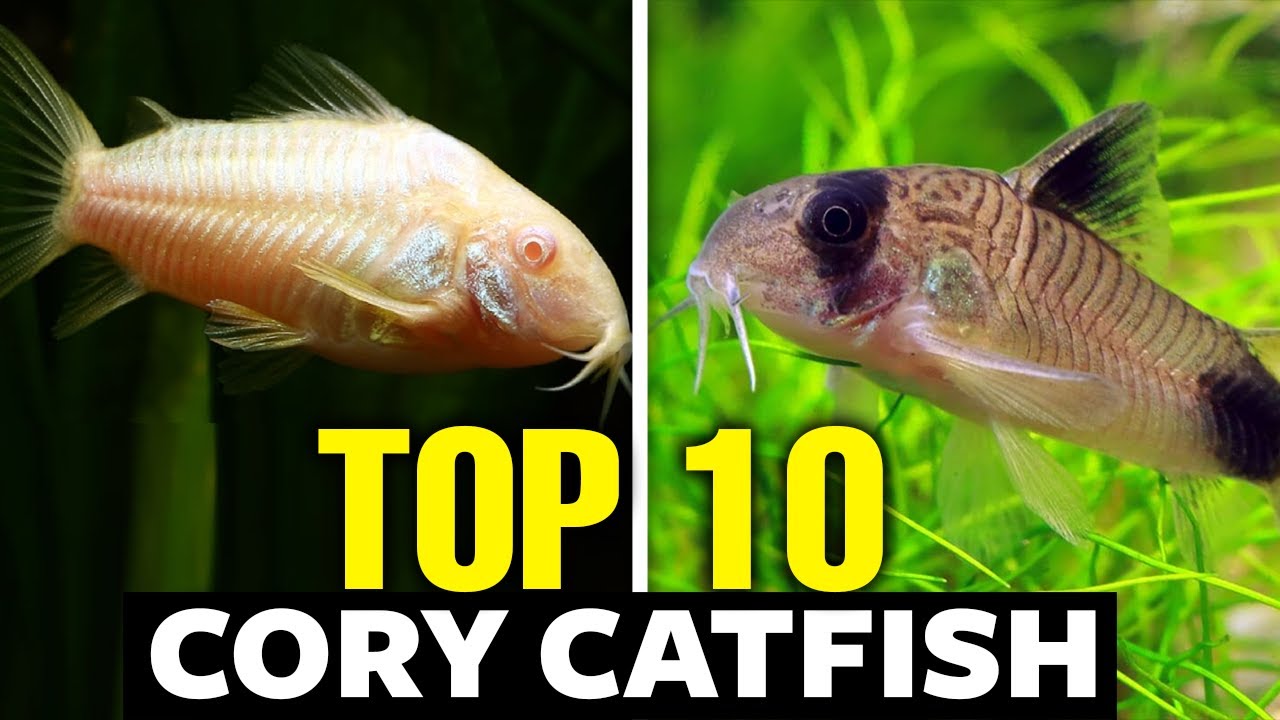 Top 10 Cory Catfish Types - The Best Catfish For Your Aquarium