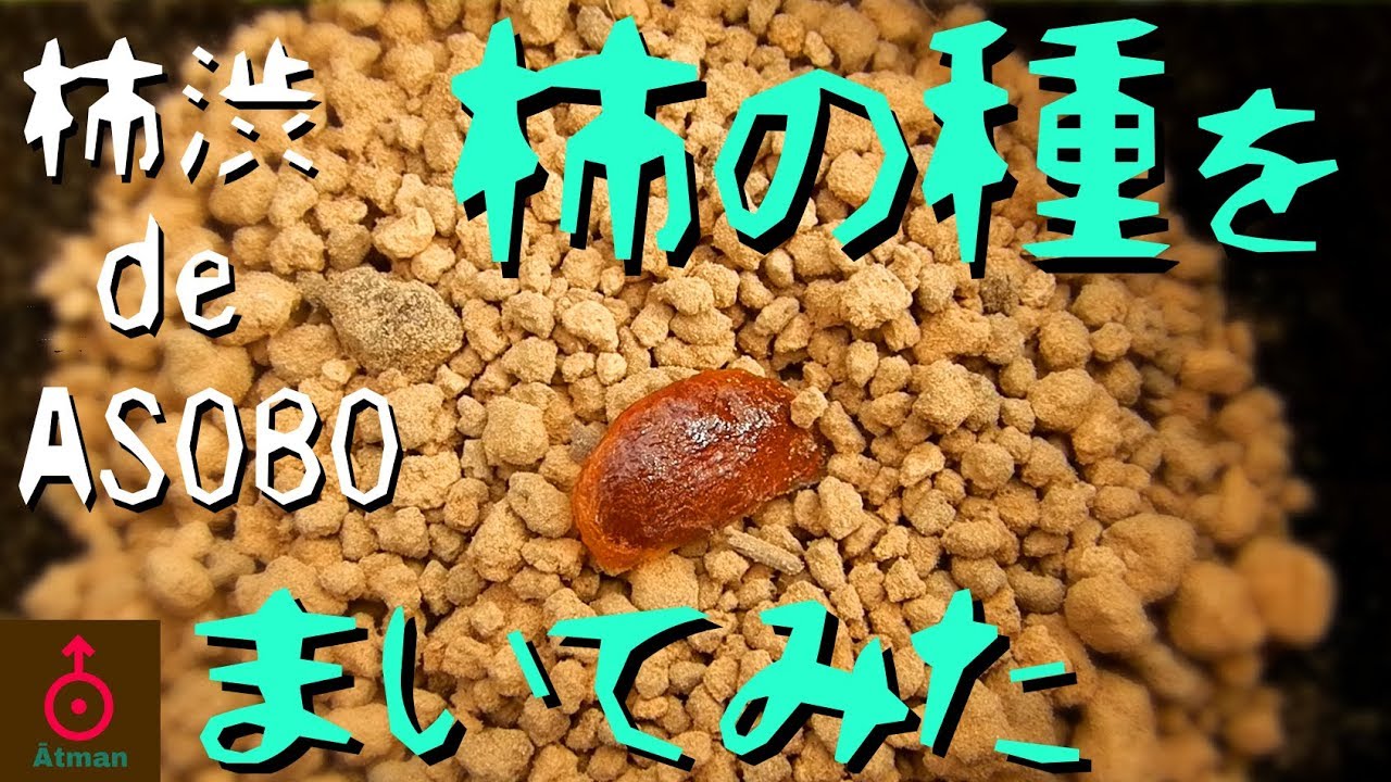 【柿渋 de ASOBO】柿の種をまいてみた