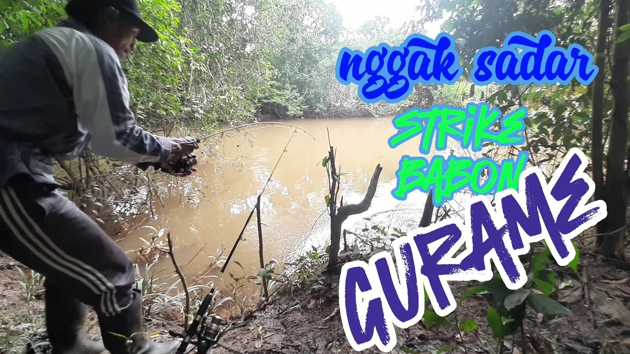 NGGAK SADAR ||| ditarik babon gurame liar