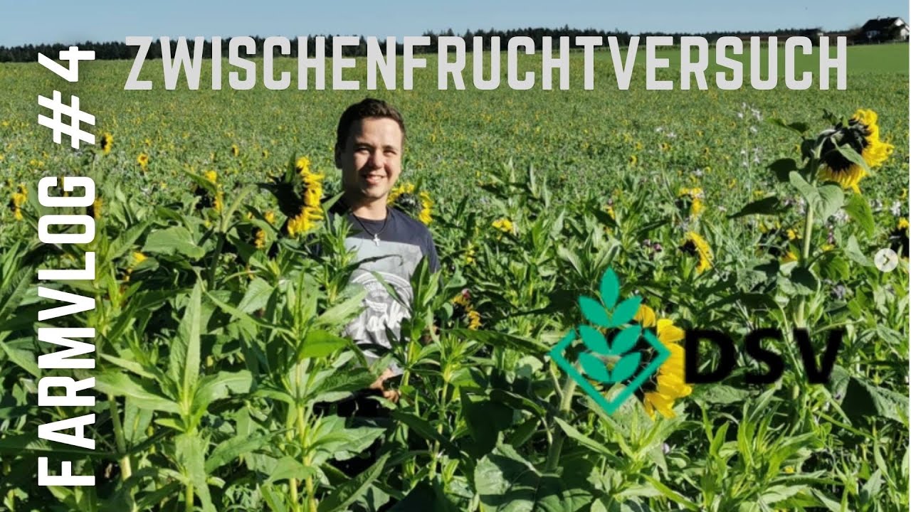 Farmvlog #4 - Zwischenfruchtversuch 2021 DSV TerraLife und bearbeiten mit Fendt Vario 309 TMS