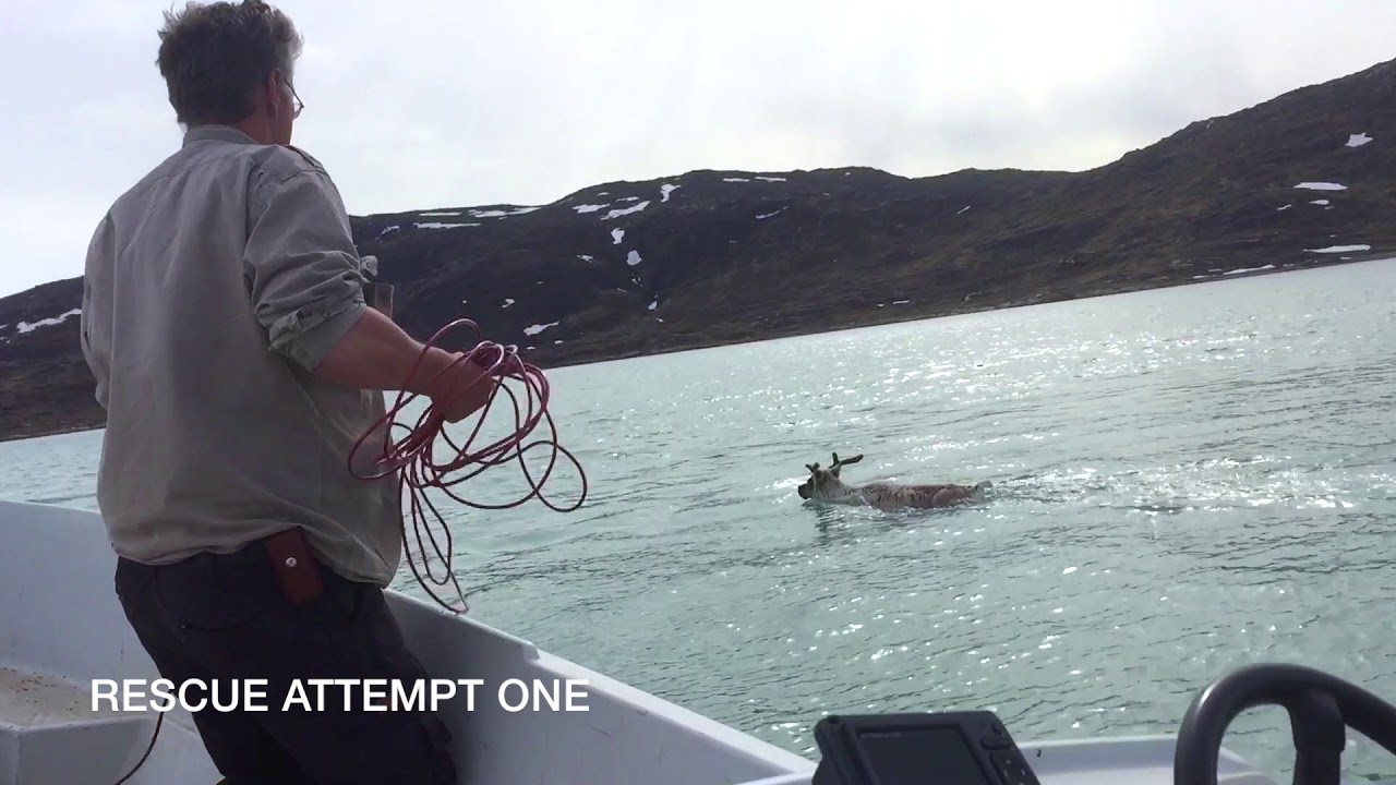 Mission Reindeer Rescue